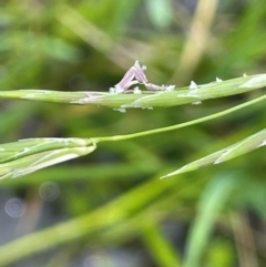 Glyceria australis at QPRC LGA - 20 Jan 2024