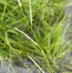 Glyceria australis at QPRC LGA - 20 Jan 2024