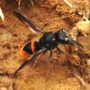 Paralastor sp. (genus) at Mount Majura - 20 Jan 2024