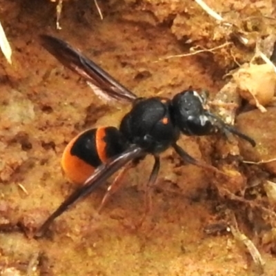 Paralastor sp. (genus) (Potter Wasp) at P11 - 20 Jan 2024 by JohnBundock