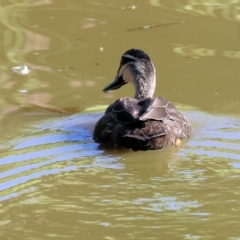 Anas superciliosa (Pacific Black Duck) at Gateway Island, VIC - 21 Jan 2024 by KylieWaldon