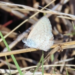Zizina otis (Common Grass-Blue) at Wodonga - 21 Jan 2024 by KylieWaldon