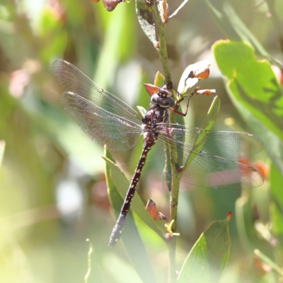 Austroaeschna multipunctata (Multi-spotted Darner) at Tharwa, ACT - 19 Jan 2024 by Trevor
