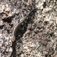 Pseudemoia spenceri (Spencer's Skink) at Tharwa, ACT - 19 Jan 2024 by Trevor