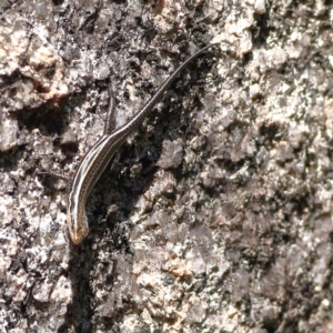 Pseudemoia spenceri at Namadgi National Park - 19 Jan 2024