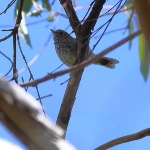 Acanthiza pusilla at Namadgi National Park - 19 Jan 2024