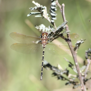 Synthemis eustalacta at Namadgi National Park - 19 Jan 2024