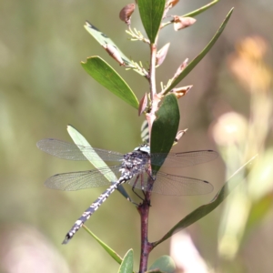 Austroaeschna parvistigma at Namadgi National Park - 19 Jan 2024 03:57 PM