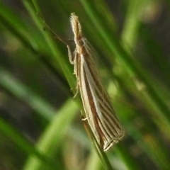 Hednota species near grammellus (Pyralid or snout moth) at Mount Majura - 20 Jan 2024 by JohnBundock