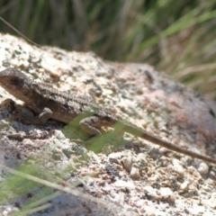 Rankinia diemensis at Namadgi National Park - 19 Jan 2024 by Trevor