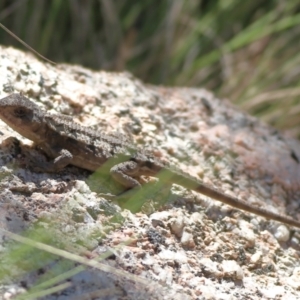 Rankinia diemensis at Namadgi National Park - 19 Jan 2024 04:14 PM