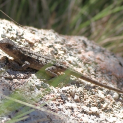 Unidentified Dragon at Namadgi National Park - 19 Jan 2024 by Trevor