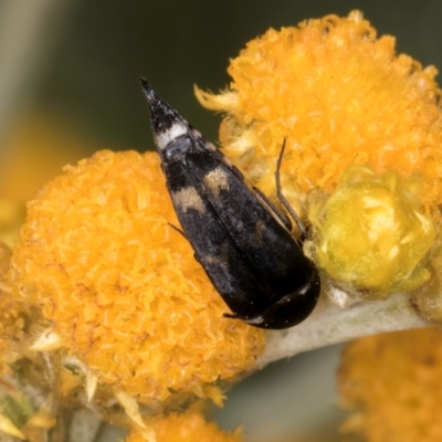 Mordella sp. (genus) (Pintail or tumbling flower beetle) at Latham, ACT - 20 Jan 2024 by kasiaaus