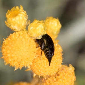 Mordella sp. (genus) at Latham, ACT - 21 Jan 2024