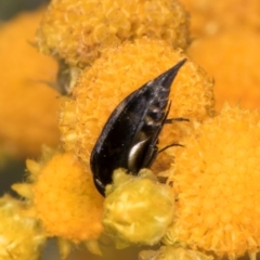 Mordella sp. (genus) at Latham, ACT - 21 Jan 2024