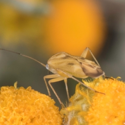 Miridae (family) (Unidentified plant bug) at Umbagong District Park - 20 Jan 2024 by kasiaaus