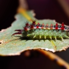 Doratifera quadriguttata (Four-spotted Cup Moth) at Black Mountain - 21 Jan 2024 by pixelnips