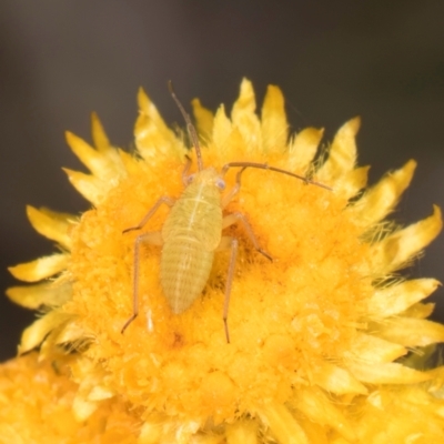 Miridae (family) (Unidentified plant bug) at Latham, ACT - 21 Jan 2024 by kasiaaus