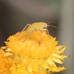 Miridae (family) at Blue Devil Grassland, Umbagong Park (BDG) - 21 Jan 2024