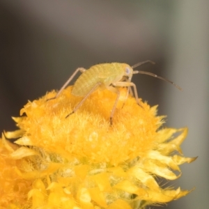 Miridae (family) at Blue Devil Grassland, Umbagong Park (BDG) - 21 Jan 2024