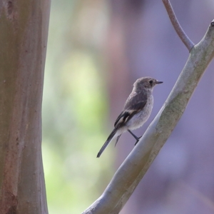 Petroica phoenicea at Namadgi National Park - 19 Jan 2024 04:59 PM