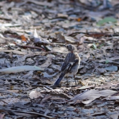 Petroica phoenicea (Flame Robin) at Tharwa, ACT - 19 Jan 2024 by Trevor