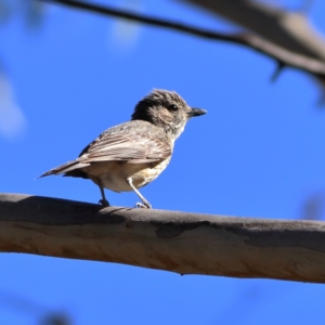 Pachycephala rufiventris at Namadgi National Park - 19 Jan 2024