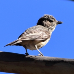 Pachycephala rufiventris at Namadgi National Park - 19 Jan 2024