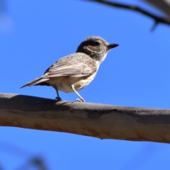 Pachycephala rufiventris at Namadgi National Park - 19 Jan 2024