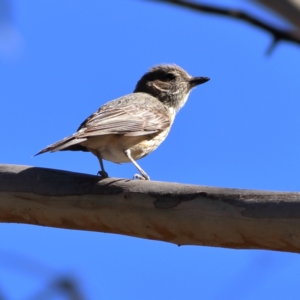 Pachycephala rufiventris at Namadgi National Park - 19 Jan 2024