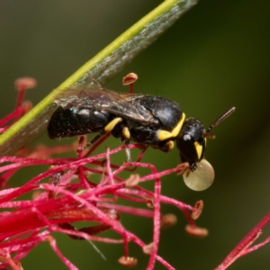 Hylaeus (Gnathoprosopis) euxanthus at Harrison, ACT - 19 Jan 2024