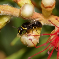 Hylaeus (Gnathoprosopis) euxanthus at Harrison, ACT - suppressed