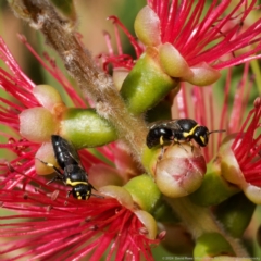 Hylaeus (Gnathoprosopis) euxanthus at Harrison, ACT - suppressed