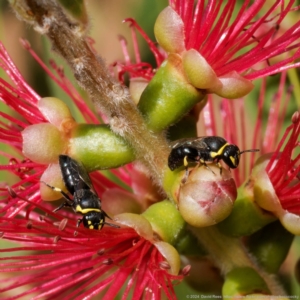 Hylaeus (Gnathoprosopis) euxanthus at Harrison, ACT - 19 Jan 2024