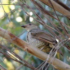 Ptilonorhynchus violaceus at Namadgi National Park - 19 Jan 2024