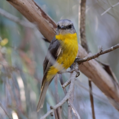 Eopsaltria australis (Eastern Yellow Robin) at Tharwa, ACT - 19 Jan 2024 by Trevor