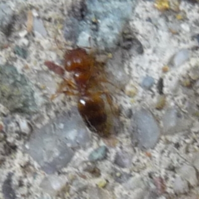 Formicidae (family) (Unidentified ant) at QPRC LGA - 13 Mar 2019 by arjay