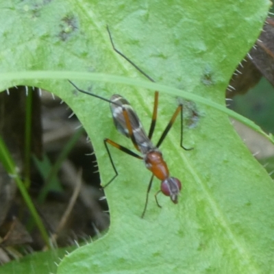 Metopochetus (Crus) freyi (Stilt Fly) at Mongarlowe River - 27 Nov 2022 by arjay