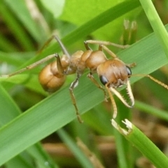 Myrmecia sp., pilosula-group (Jack jumper) at QPRC LGA - 28 Mar 2022 by arjay