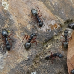 Dolichoderus doriae (Dolly ant) at QPRC LGA - 8 Nov 2021 by arjay