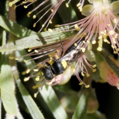 Hylaeus (Euprosopoides) rotundiceps (Hylaeine colletid bee) at Harrison, ACT - 21 Jan 2024 by DPRees125