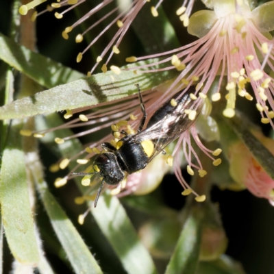 Hylaeus (Euprosopoides) rotundiceps (Hylaeine colletid bee) at Harrison, ACT - 21 Jan 2024 by DPRees125