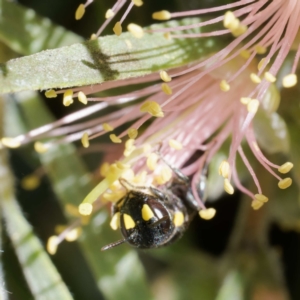 Hylaeus (Euprosopoides) rotundiceps at Harrison, ACT - suppressed