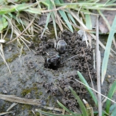 Iridomyrmex sp. (genus) (Ant) at Mongarlowe River - 22 Oct 2021 by arjay