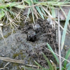 Iridomyrmex sp. (genus) (Ant) at QPRC LGA - 22 Oct 2021 by arjay