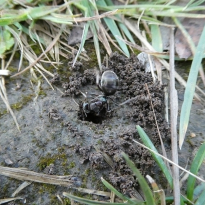 Iridomyrmex sp. (genus) (Ant) at Mongarlowe River - 22 Oct 2021 by arjay