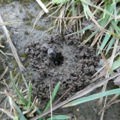 Iridomyrmex sp. (genus) at QPRC LGA - 22 Oct 2021