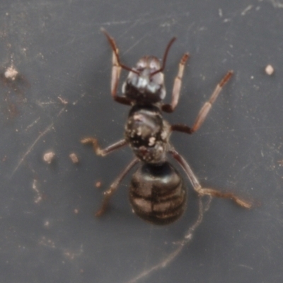 Formicidae (family) (Unidentified ant) at QPRC LGA - 17 Oct 2020 by arjay