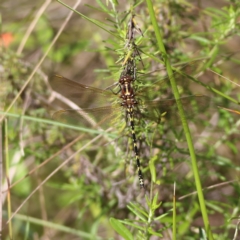 Synthemis eustalacta (Swamp Tigertail) at Namadgi National Park - 19 Jan 2024 by Trevor