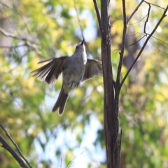 Colluricincla harmonica (Grey Shrikethrush) at Namadgi National Park - 19 Jan 2024 by Trevor